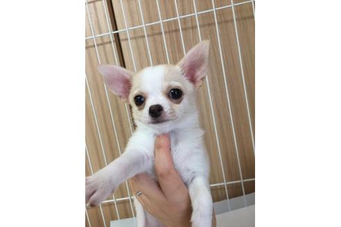 成約済の大阪府のチワワ-18062の4枚目