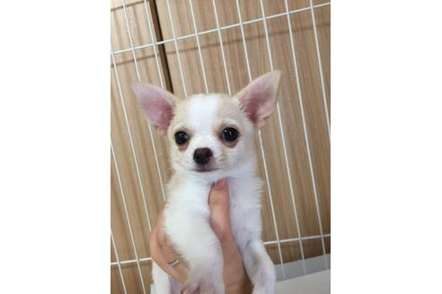 成約済の大阪府のチワワ-18062の3枚目