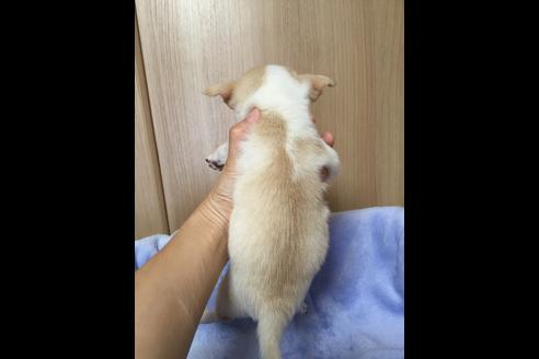 成約済の大阪府のチワワ-18062の2枚目