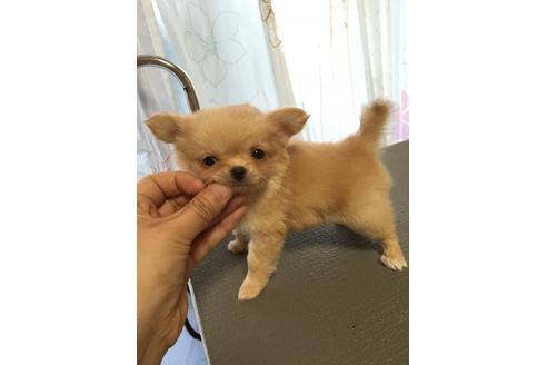 成約済の大阪府のチワワ-18068の1枚目