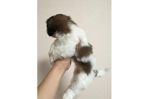 成約済の大阪府のシーズー-18069の3枚目