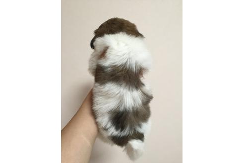 成約済の大阪府のシーズー-18069の2枚目