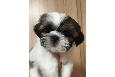 成約済の大阪府のシーズー-18069の1枚目