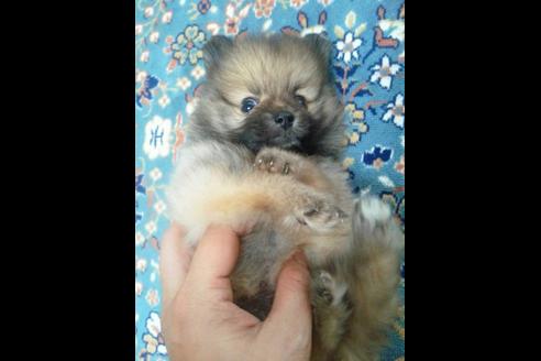 成約済の滋賀県のポメラニアン-18071の3枚目