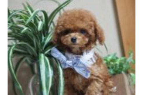 成約済の京都府のトイプードル-18072の2枚目