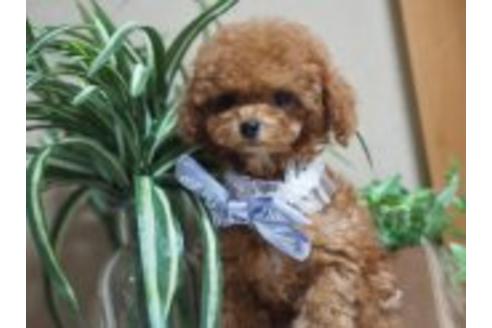 成約済の京都府のトイプードル-18072の1枚目