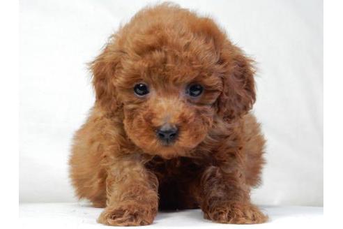 成約済の北海道のトイプードル-18076の1枚目