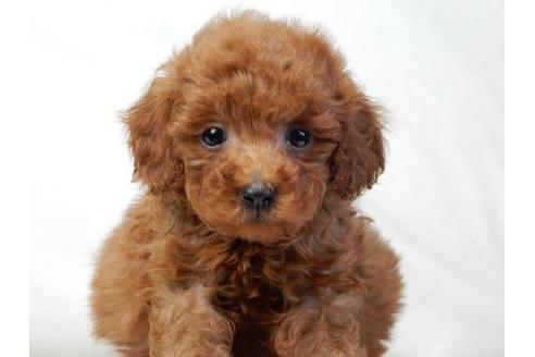 成約済の北海道のトイプードル-18076の2枚目