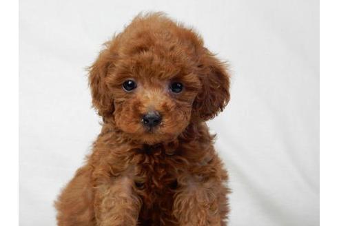 成約済の北海道のトイプードル-18076の3枚目