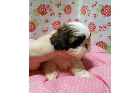 成約済の愛知県のシーズー-18081の3枚目