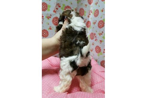 成約済の愛知県のシーズー-18081の1枚目