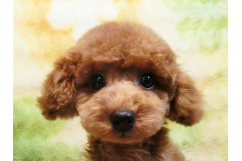 成約済の千葉県のトイプードル-17965の5枚目