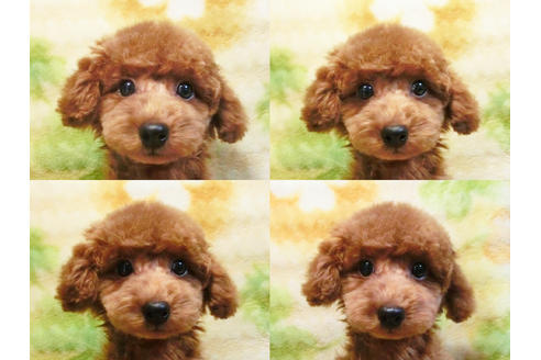 成約済の千葉県のトイプードル-17965の4枚目