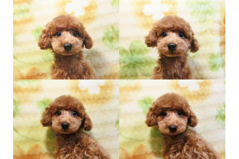 成約済の千葉県のトイプードル-17965の3枚目