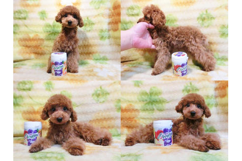 成約済の千葉県のトイプードル-17965の2枚目