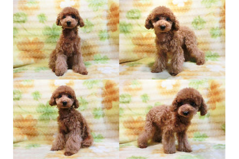 成約済の千葉県のトイプードル-17965の1枚目