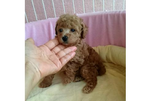 成約済の愛知県のトイプードル-18105の1枚目