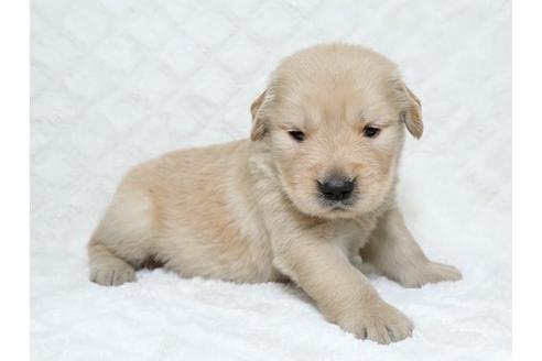 成約済の栃木県のゴールデンレトリーバー-17889の2枚目