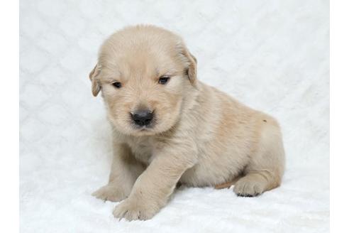 成約済の栃木県のゴールデンレトリーバー-17889の3枚目