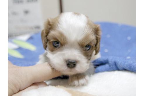 成約済の埼玉県のキャバリアキングチャールズスパニエル-17851の2枚目