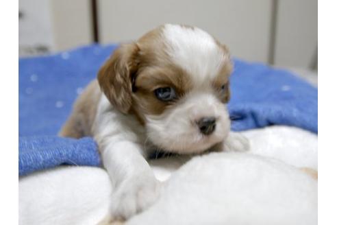 成約済の埼玉県のキャバリアキングチャールズスパニエル-17851の3枚目