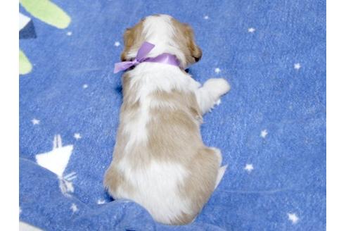 成約済の埼玉県のキャバリアキングチャールズスパニエル-17851の1枚目