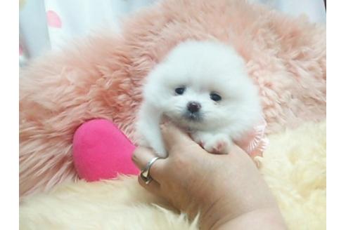 成約済の愛知県のポメラニアン-18164の3枚目