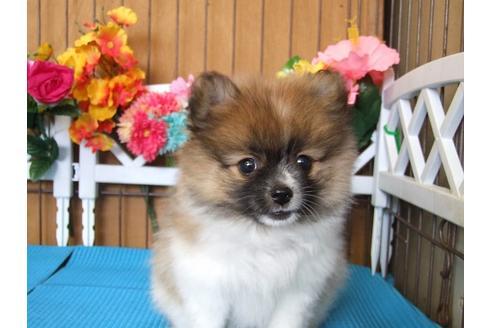 成約済の三重県のポメラニアン-18169の3枚目