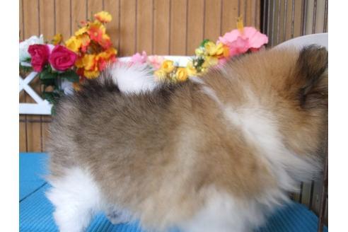 成約済の三重県のポメラニアン-18169の2枚目