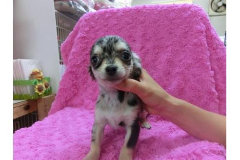 成約済の京都府のチワワ-18174の3枚目