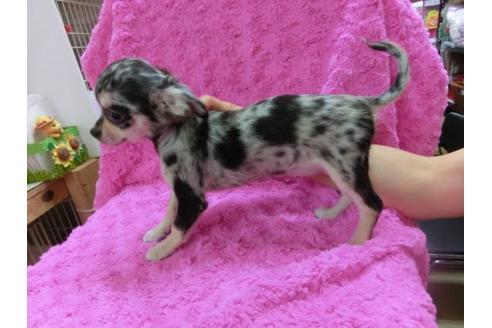 成約済の京都府のチワワ-18174の2枚目