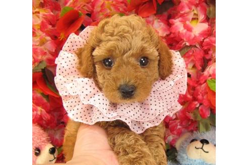 成約済の茨城県のトイプードル-18195の2枚目