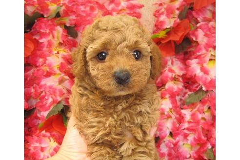 成約済の茨城県のトイプードル-18195の1枚目