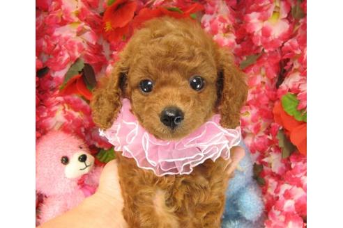成約済の茨城県のトイプードル-18196の1枚目