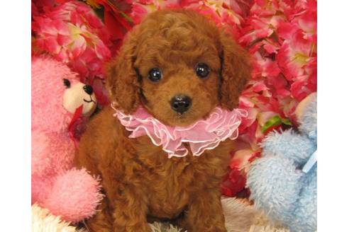 成約済の茨城県のトイプードル-18196の2枚目