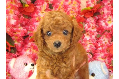 成約済の茨城県のトイプードル-18196の3枚目