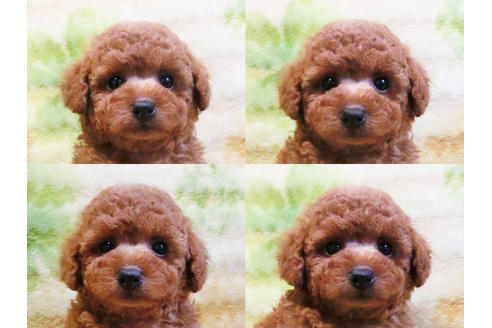 成約済の千葉県のトイプードル-18199の4枚目