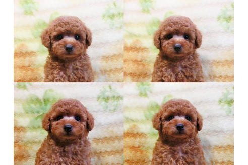 成約済の千葉県のトイプードル-18199の3枚目