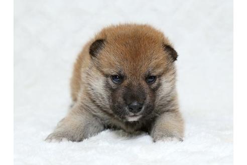 成約済の栃木県の柴犬-18217の1枚目