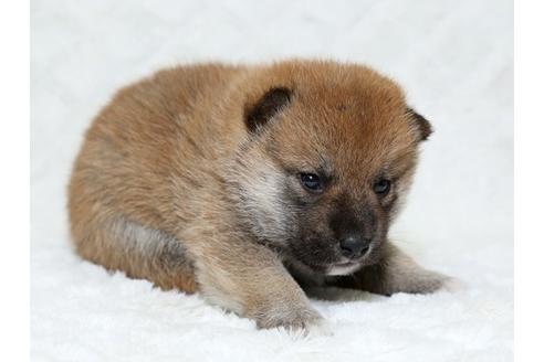 成約済の栃木県の柴犬-18217の2枚目
