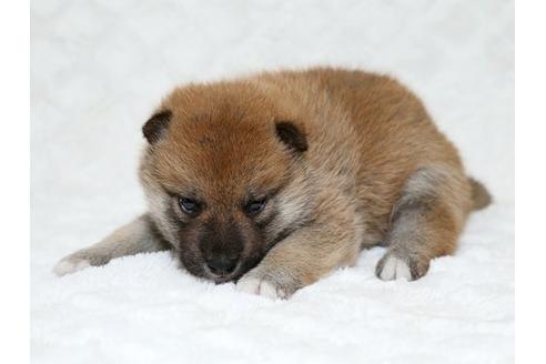 成約済の栃木県の柴犬-18217の3枚目