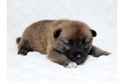 成約済の栃木県の柴犬-18218の3枚目