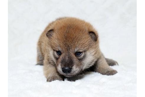 成約済の栃木県の柴犬-18219の1枚目