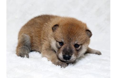 成約済の栃木県の柴犬-18219の2枚目