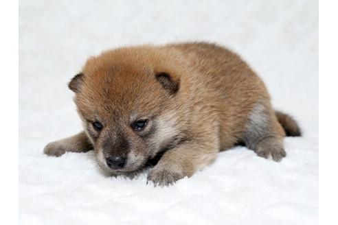 成約済の栃木県の柴犬-18219の3枚目