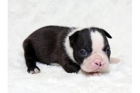 成約済の栃木県のボストンテリア-18220の1枚目