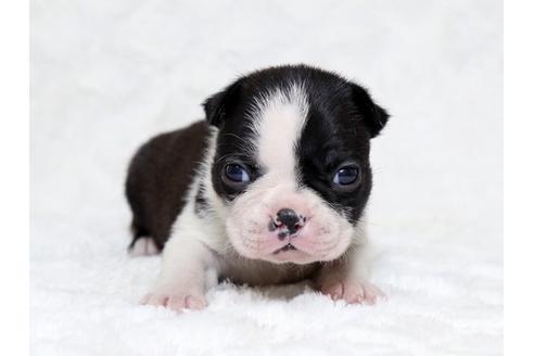 成約済の栃木県のボストンテリア-18221の1枚目