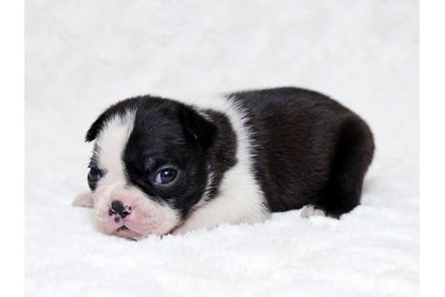 成約済の栃木県のボストンテリア-18221の2枚目