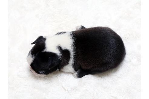 成約済の栃木県のボストンテリア-18221の3枚目