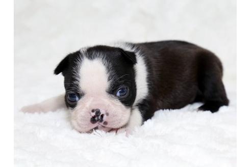 成約済の栃木県のボストンテリア-18222の1枚目